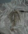 Breathtaking Boedaspis Trilobite With Prep Sequence! #7317-10